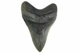 Fossil Megalodon Tooth - South Carolina #352210-1